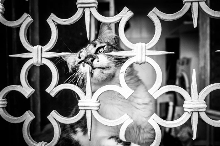 My 14 Perfectly Framed Cat Photos Taken In Venice