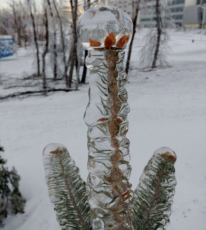 La naturaleza congelada en la ciudad rusa de Vladivostok 