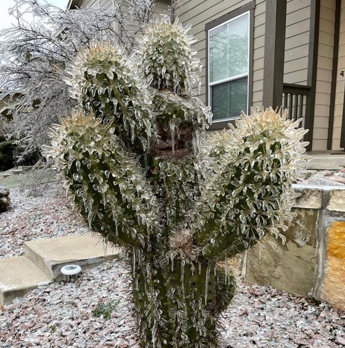Dealing With An Ice Storm Here In Texas
