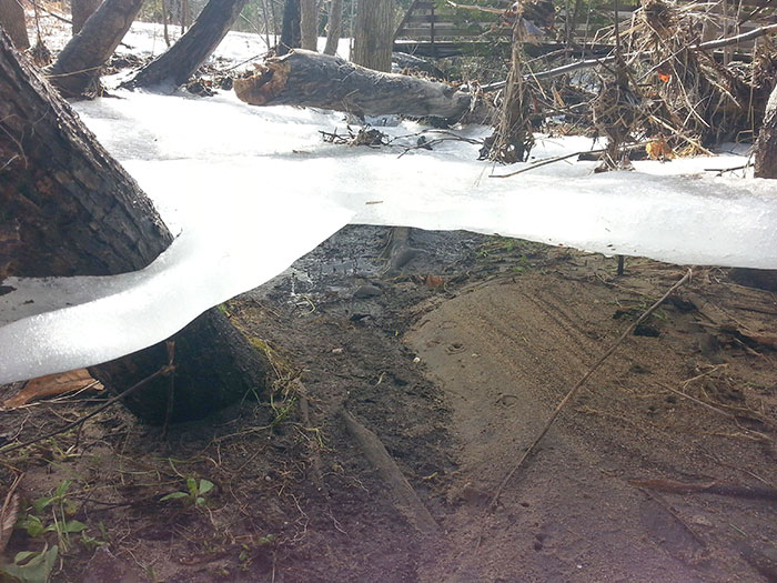 Ice Sheet Holding Onto Trees After Flood Subsides