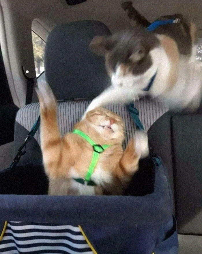 Funny-Blurry-Pictures-Of-Cats