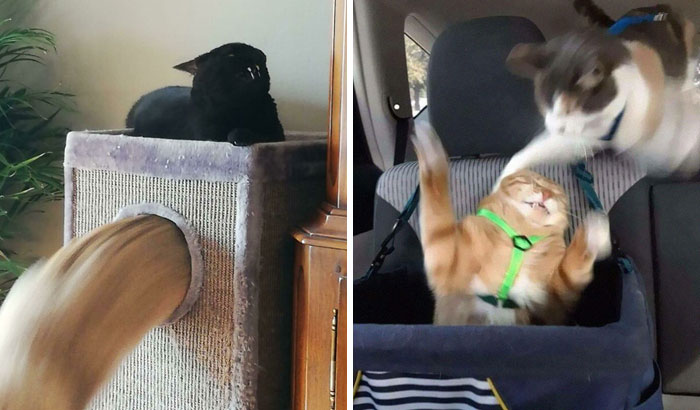 35 Times Cats Were Too Fast For The Camera And It Resulted In These Hilarious Blurry Pics