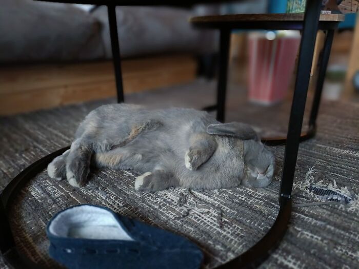 Cayó muerto después de pasar toda una mañana masticando mi alfombra… La vida es muy agotadora… 