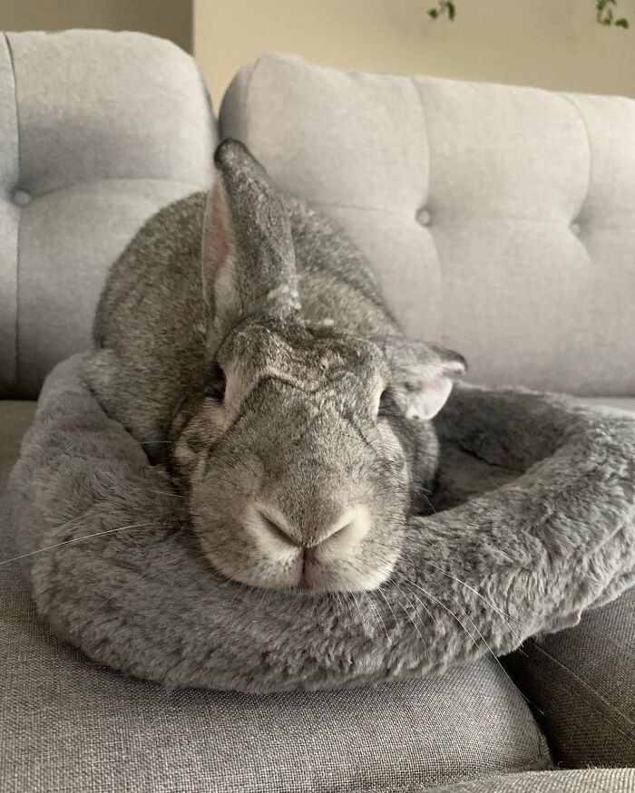 This Is Barlow. Barlow Was Neutered But Would Pee Every Time He Hopped On My New Couch - So I Banned Him From Going On The Couch. Barlow Has Big Ears But Didnt Like To Listen