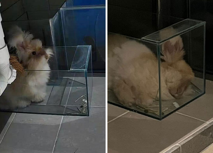 Any Of Your Bunny Here Who Likes To Stay In An Aquarium Tank ?