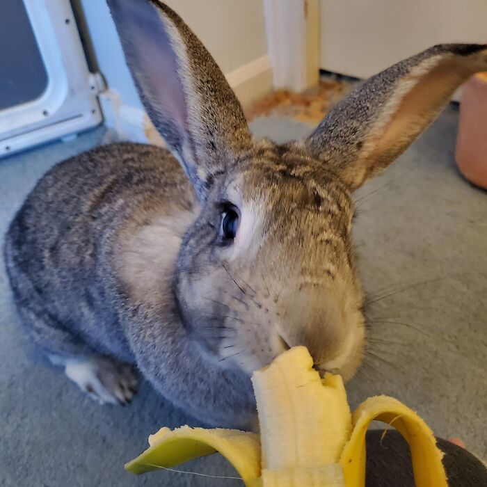 Kitty Told Me This Morning That Bananas Are #1 On Her List And I'm #10