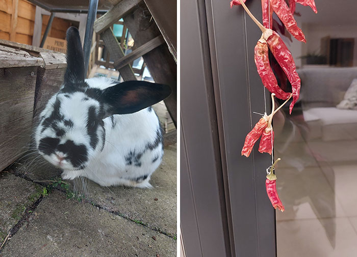 So My Curious Little Jazz Decided To Nibble At Some Dried Chillies This Week