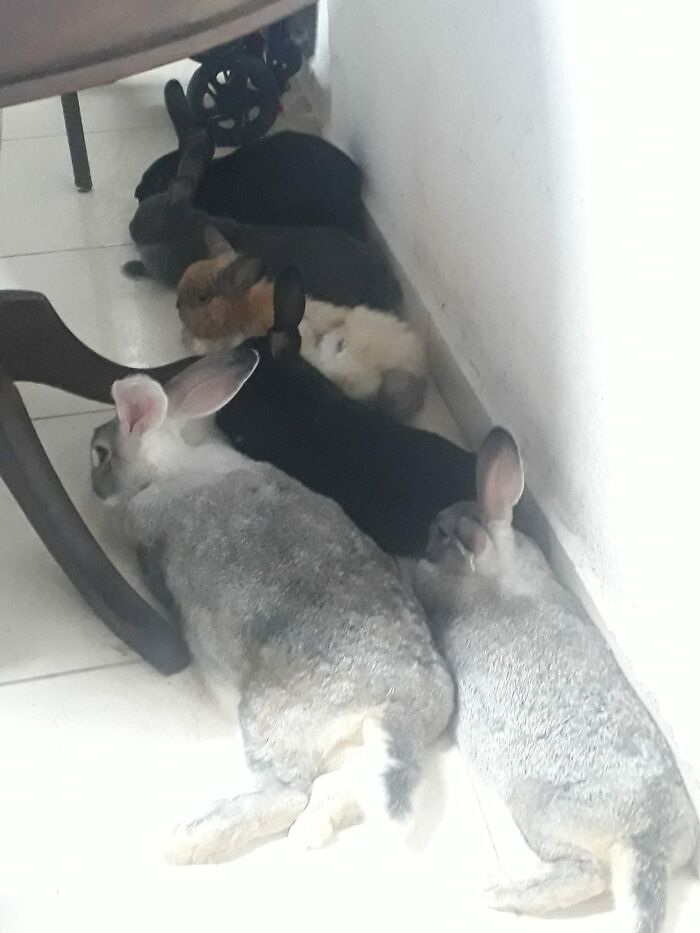 Bunnies: Ugh This Sofa Is So Hot Also Bunnies: