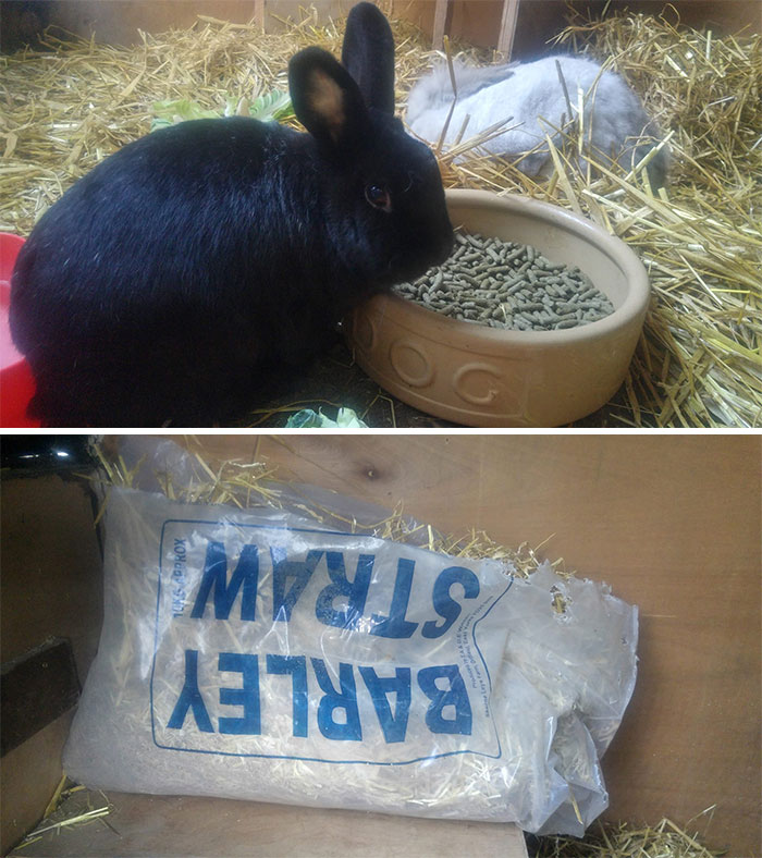 A Massive Bale Of Straw Was On The Floor, It Had Fallen Off A Shelf. I Was Thinking Mr Bun Had Met An Untimely End, Squashed Under The Bale... As I Moved The Bale I Didn't Know Whether To Laugh Or Cry As He Hopped Out Of The Bale And Grunted At Me For Disturbing Him!