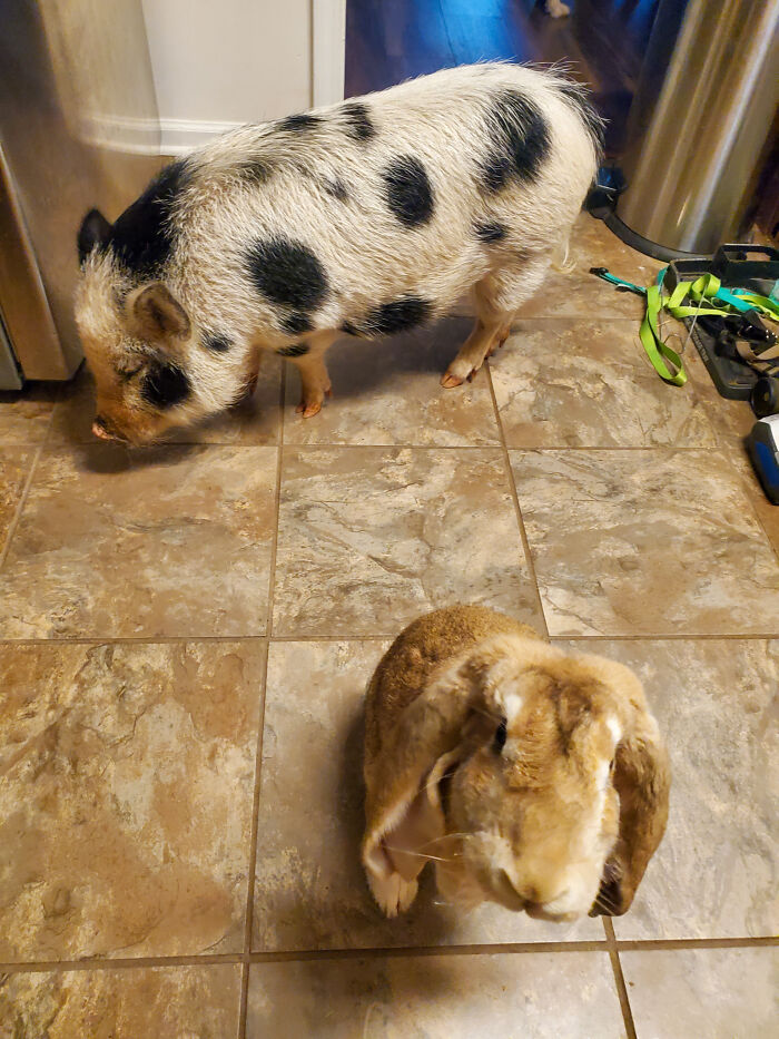 Johnny Cashew Pushed Taterchip The Pig Out Of The Way To Get The Veggies First. He Hurt The Poor Piggies Feelings