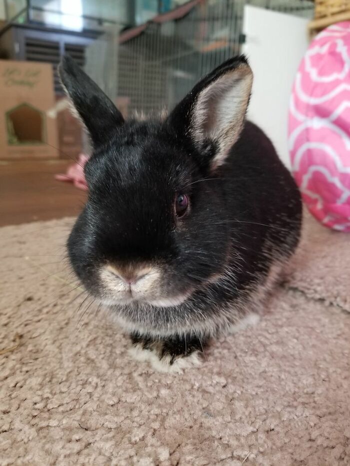 First Time Rabbit Owner. Fostered This Little Ahole And Fell In Love With Her "Spicy Attitude And Sassiness" Now It Just May Be The Death Of Me!