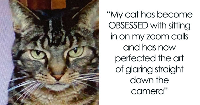 “Meow Incorporated”: 50 Perfectly Accurate Memes That Capture What It’s Like Living With Cats