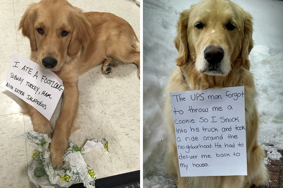 40 Times Pets Did Something Naughty And Ended Up On This “Dog Shaming” Page