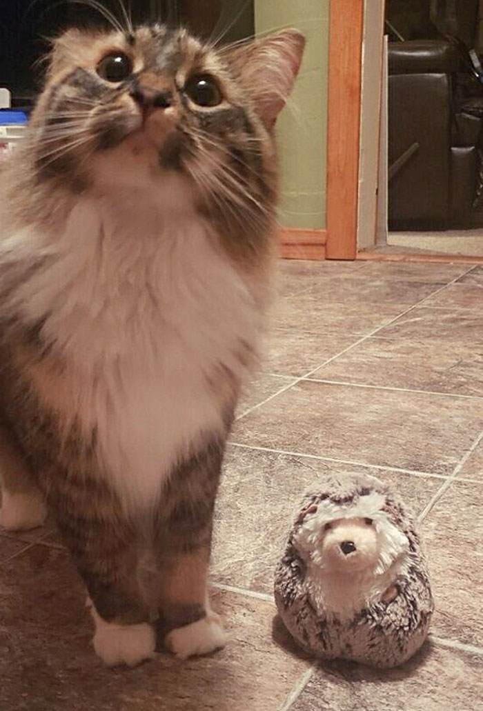 My Cat Likes To Meow And Bring Me A Present Before Bed Every Night As A Way To Say She Loves Me And Tonight She Decided To Bring Me Her Favorite Toy, A Stuffed Hedgehog