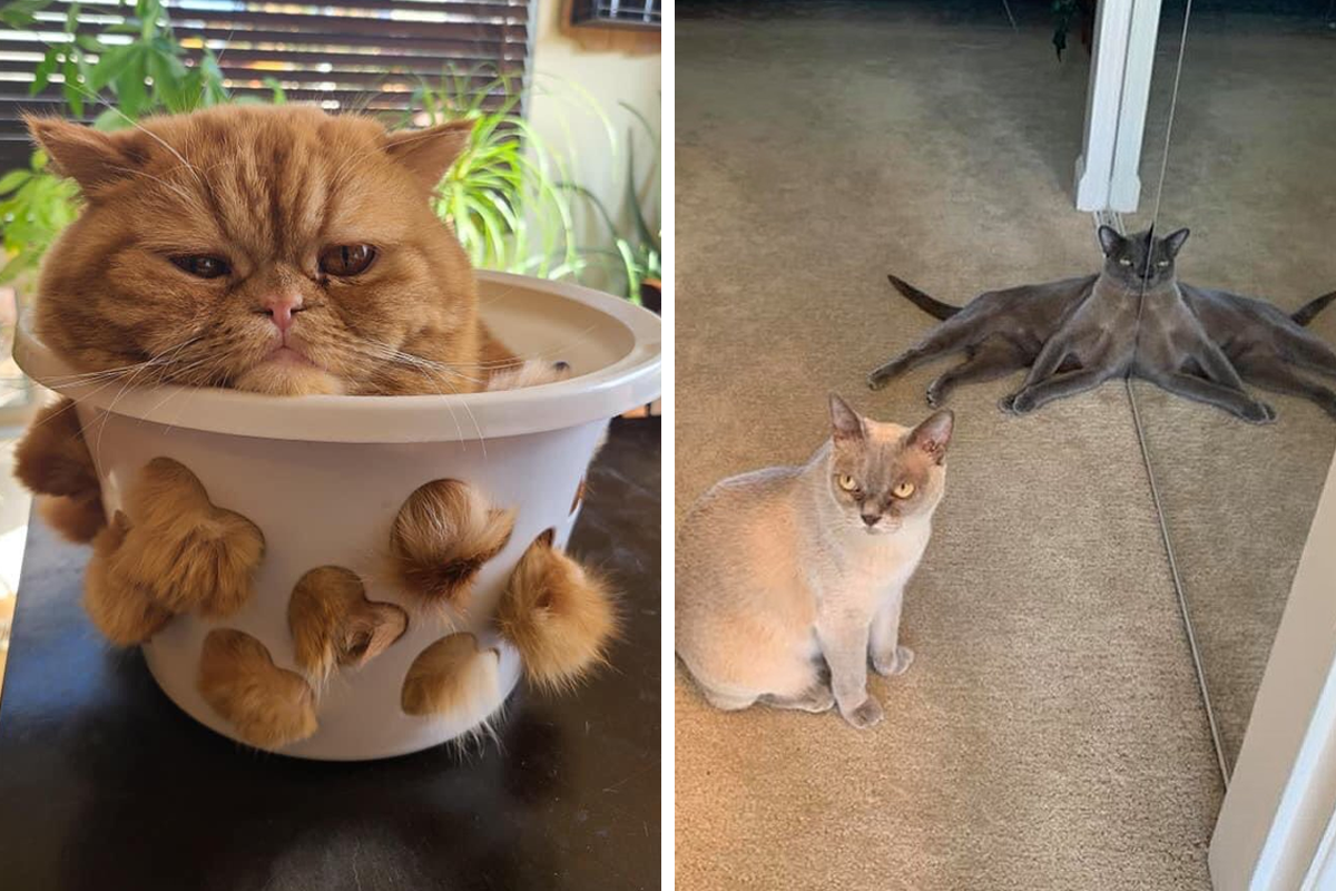 50 Times Cats Cracked Their Owners Up By Acting Like Total Weirdos, As  Shared On This Twitter Page (New Pics) | Bored Panda