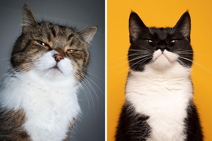 This ‘Catographer’ Takes Funny Pictures Of Cats That Might Make You Laugh (50 Pics)