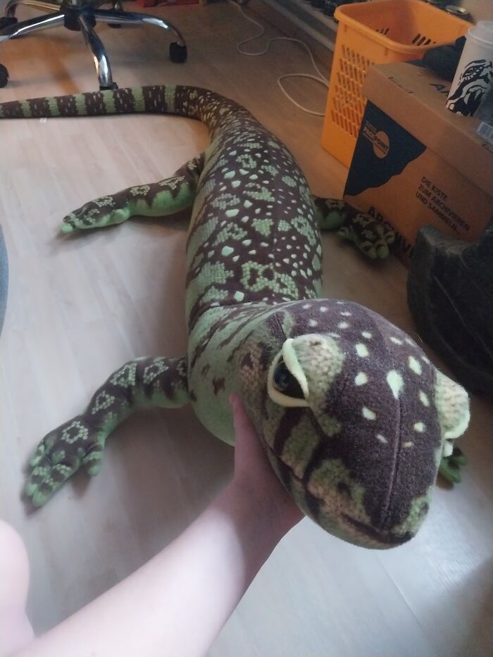 This Is Glenn, A 2,5 Meter Long Lizard My Mom Gave Me For Christmas