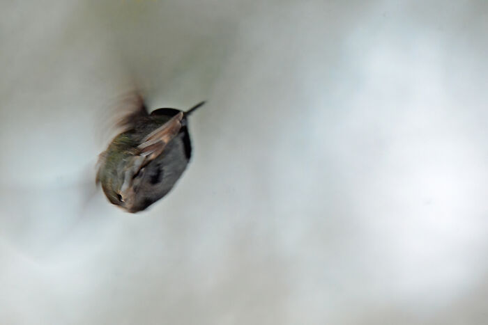 I'm Fortunate To Live In Phoenix, Arizona, Where We Have Hummingbirds Year-Round So I Have Ample Opportunities To Get Beautiful In-Flight Photos