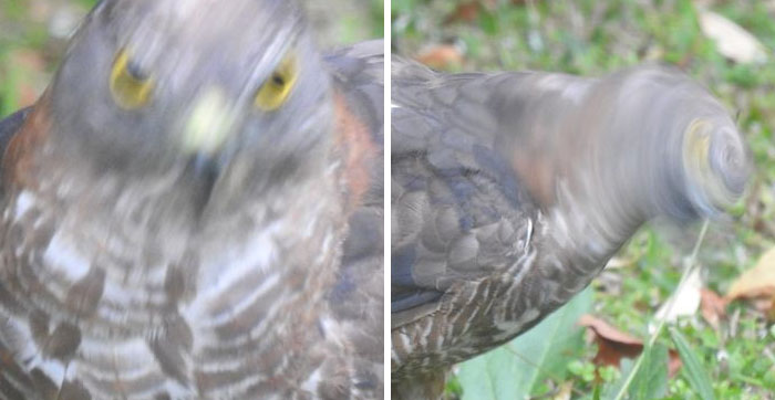 Oh My Gosh... I Was So Excited When I Looked Out The Kitchen Window And There Before Me Was A Gorgeous Collared Sparrowhawk Having A Feast... I'm Positive All My Fellow 'Blurbers' Will Be In Awe Of These Spectacular Photos...lol