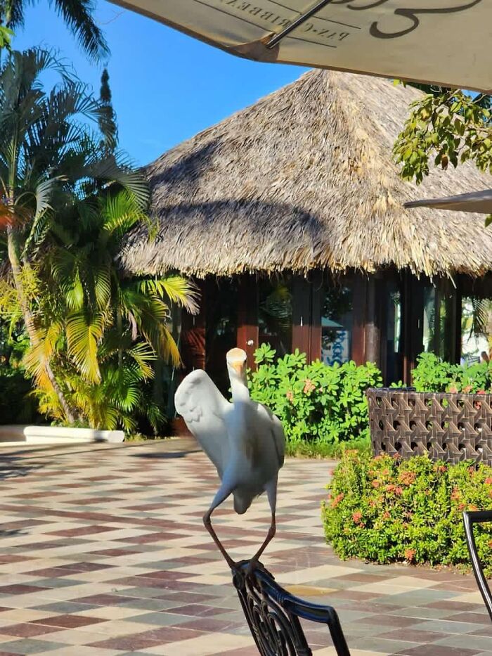 Dancing Egret In Jamaica