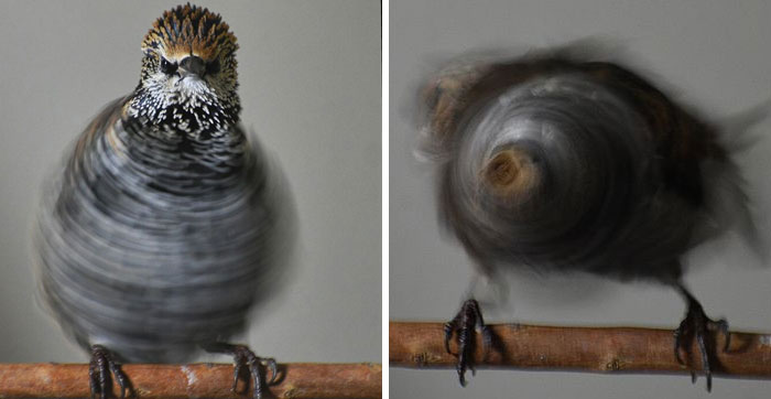 Trying To Get A Nice Photo Of My Bird Only For Them To Get Stuck In The Spin-Cycle Mode