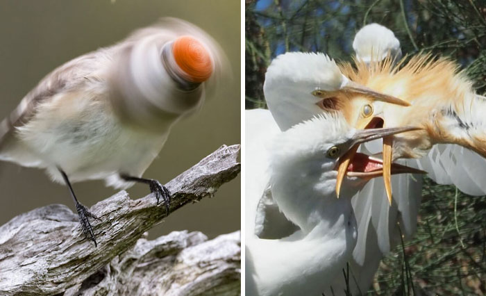 30 Times People Tried To Get Beautiful Bird Pics But It Went Horribly Wrong (New Pics)