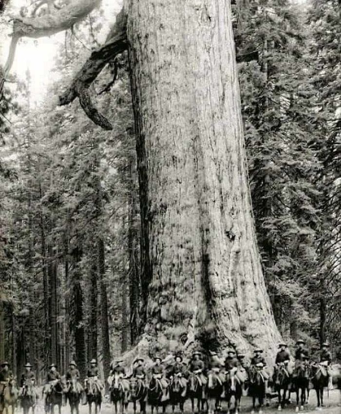 Us Cavalry Soldiers Pose In Front Of A Tree Known As The "Grizzly Giant" 1900. The Tree Still Stands