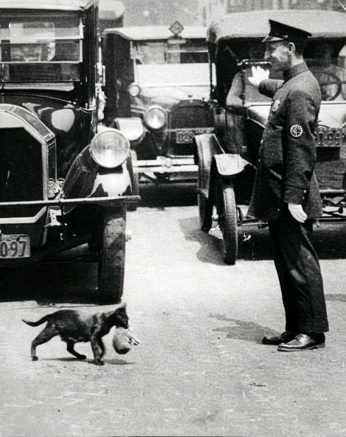 Un agente detiene el tráfico para dejar paso a una gata que lleva un gatito al otro lado de la calle, 1925