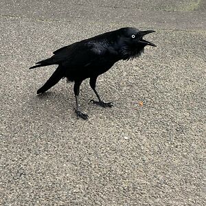 Rowan_the_raging_raven