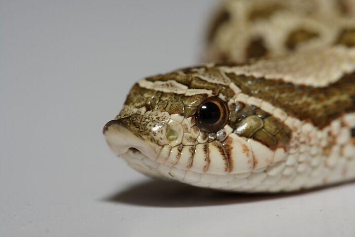 10 Of The Cutest Snake Breeds In The World