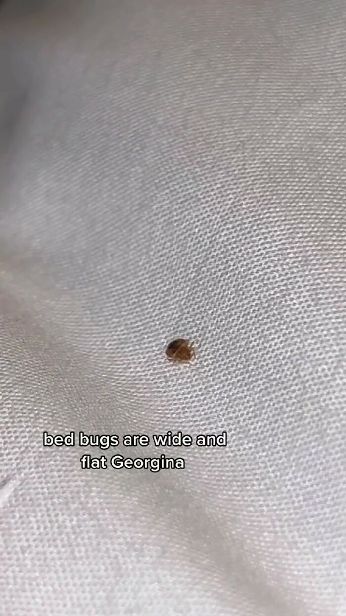 Woman Documents Hotel’s Brilliant Response After Finding A Single Bedbug In A Room Woman Documents Hotel’s Brilliant Response After Finding A Single Bedbug In A Room