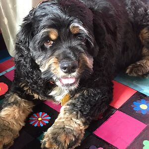 kathleenvandergryp avatar