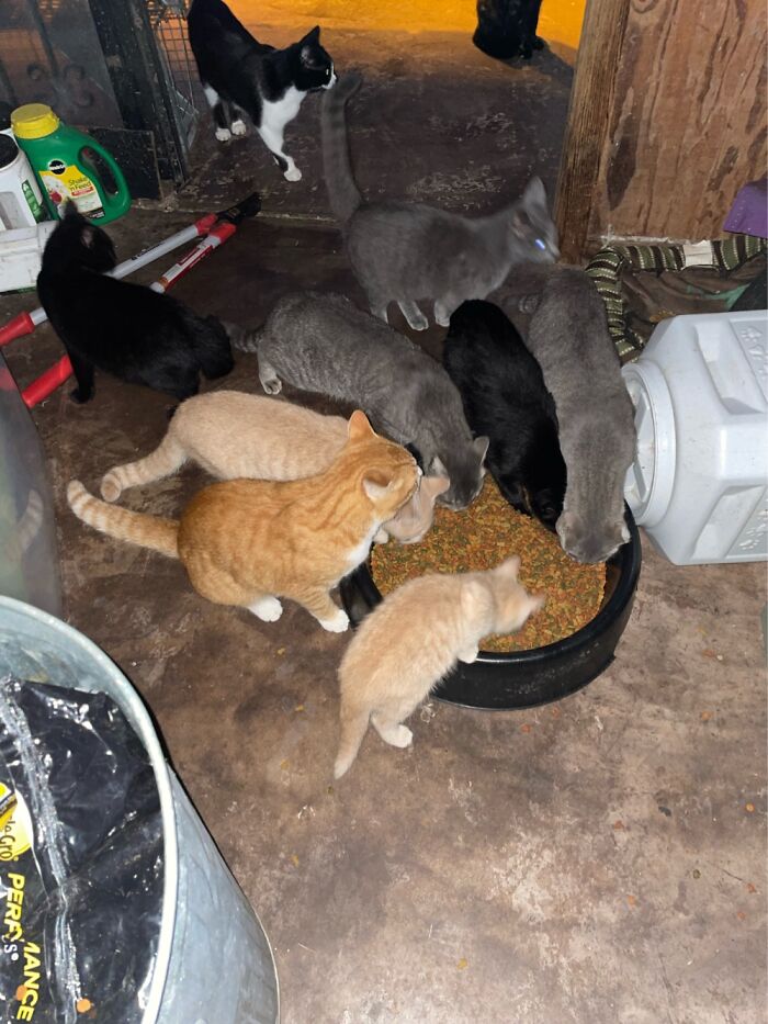 These Are Just The Bravest Of The Ferals That Live At My Place