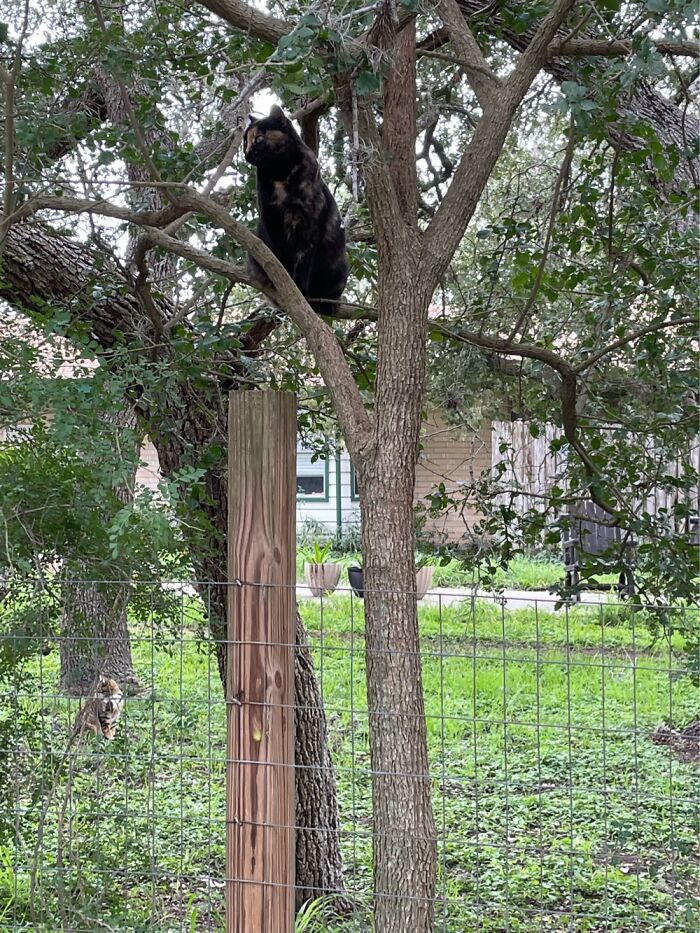 Betsy Is A Feral. She Will Get Close Like This. Supervising My Tree Trimming!