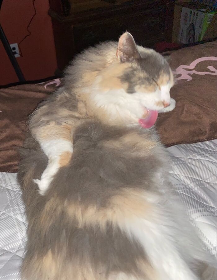 Gray Does Not Like To Be Brushed Very Much. Here He’s Caught Doing It Himself