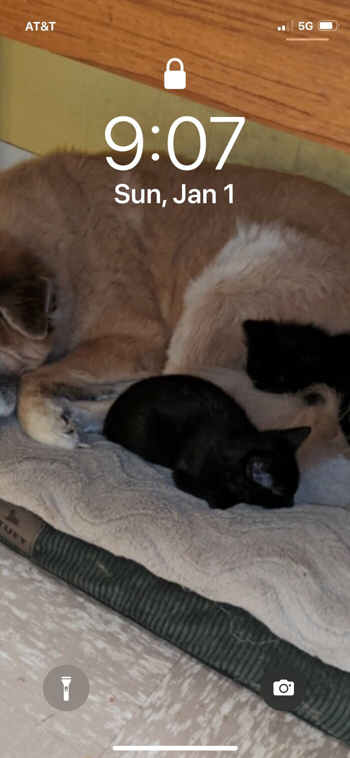 This Is My Baby, Who Passed On Thanksgiving Last Year, Back When My Boys Were Little