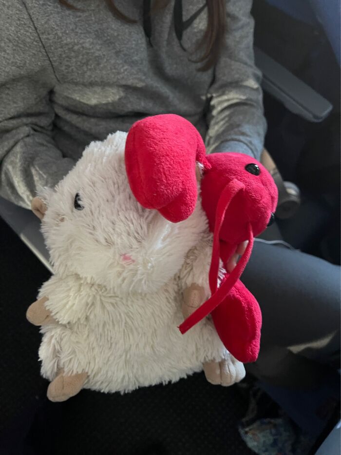 Carlo, My Emotional Support Lobstah. He Comes On All My Flights. Makes Friends Constantly