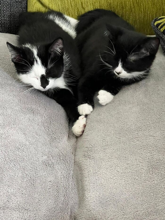Ash And Ripley- Brother And Sister Found Without Momma- Loves Of My Life ❤️