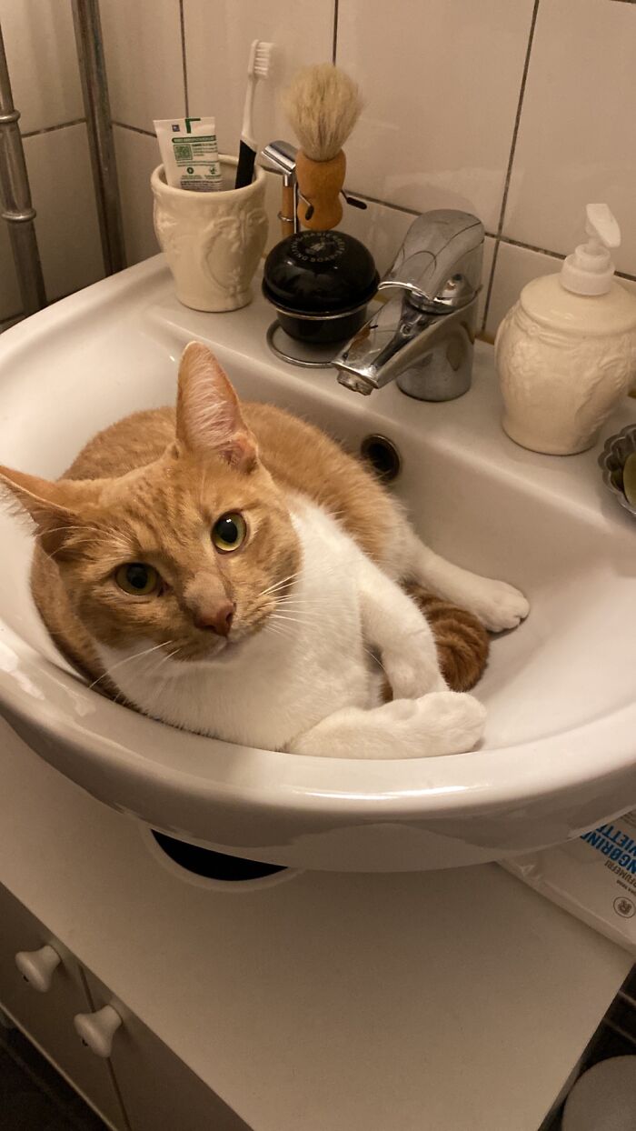 Loves To Sleep In The Sink
