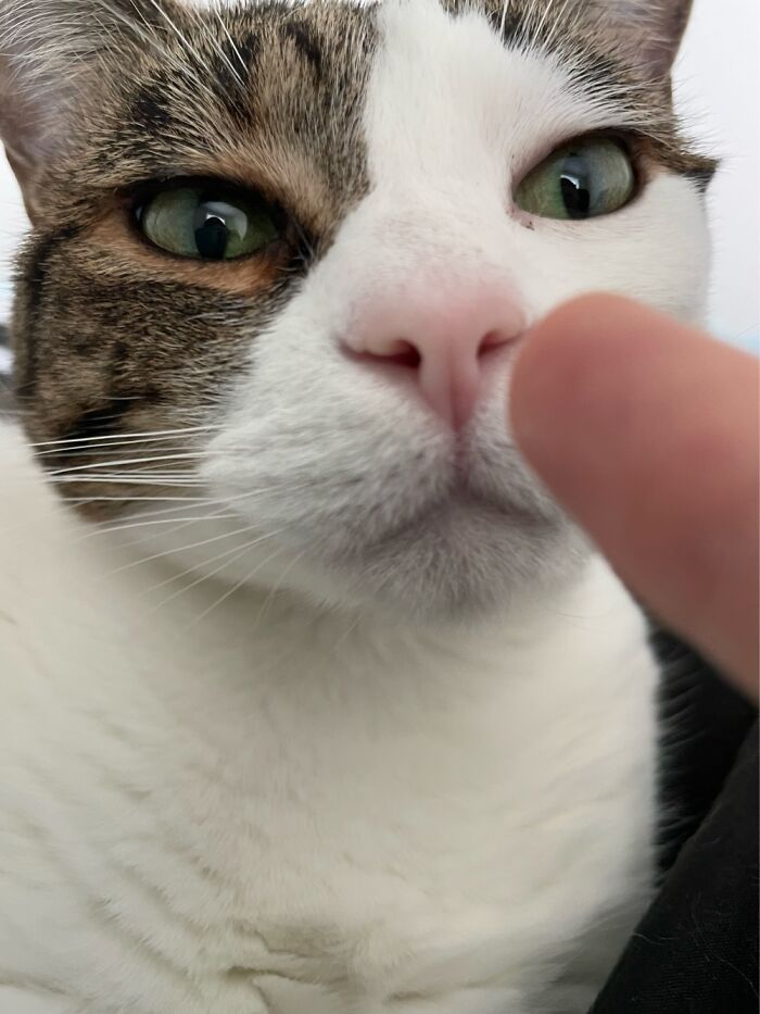 Lucy. Sometimes I Call Her Lucy-Furr