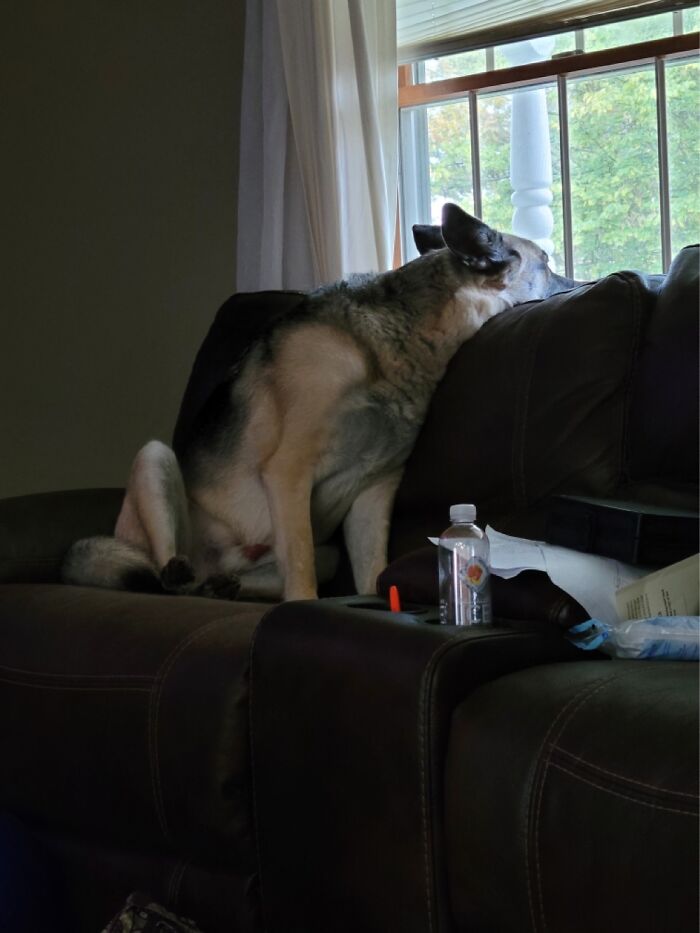 Waiting For His Brother To Get Off The School Bus!