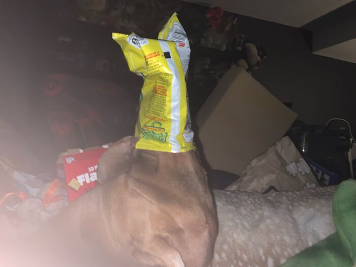 I Promise He’s Smart… (Yes That’s A Funyuns Bag On His Head.)