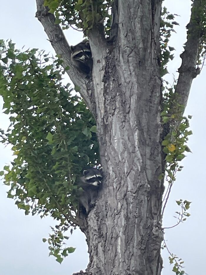 7/27/22 Raccoons In A Tree Outside My Office