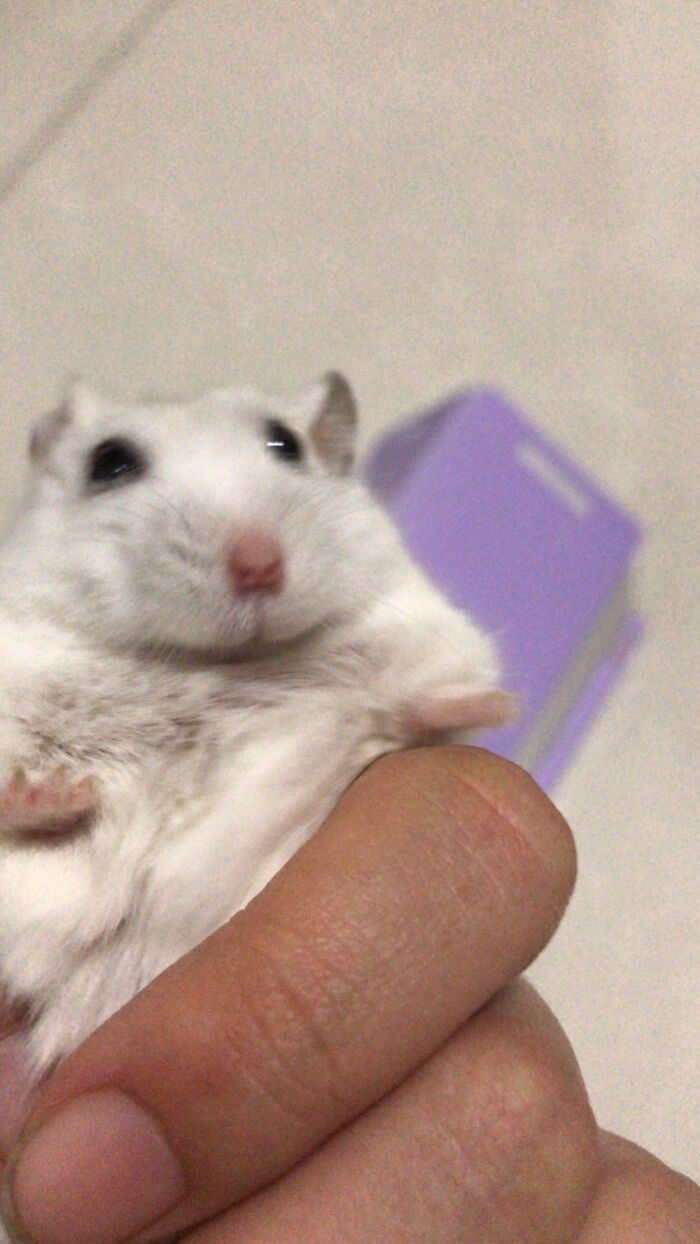 Wilbur, My Russian Dwarf Hamster