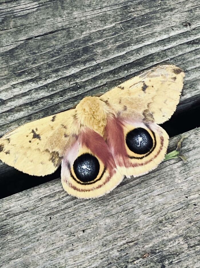 I Had Seen This Beautiful Moth Just Laying On My Deck In Fall, So I Took This Beautiful Pic-🤍🤍