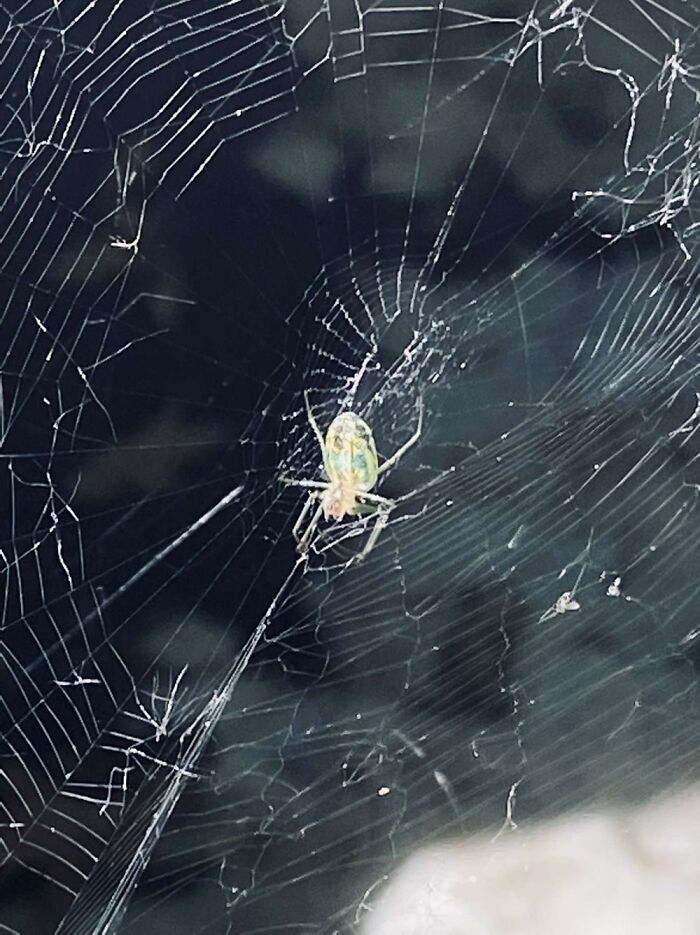 Orchard Spider Weaving It’s Web