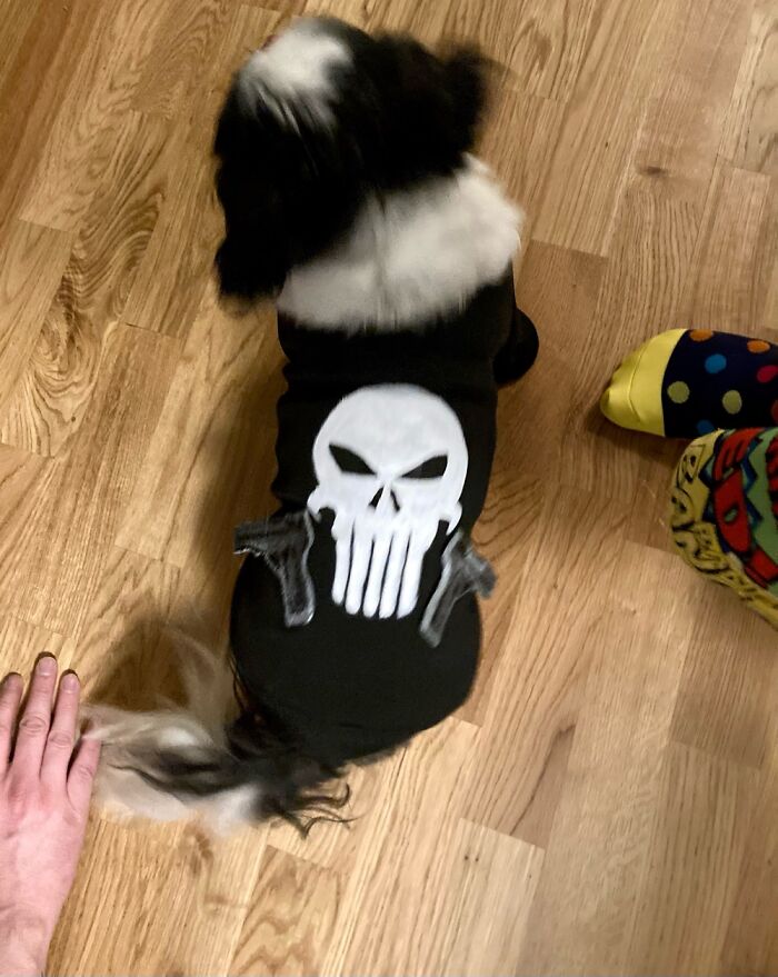Punisher Outfit For My Shih Tzu. Hand Painted And The Tiny Weapons Are Stiff Fabric Sewn On
