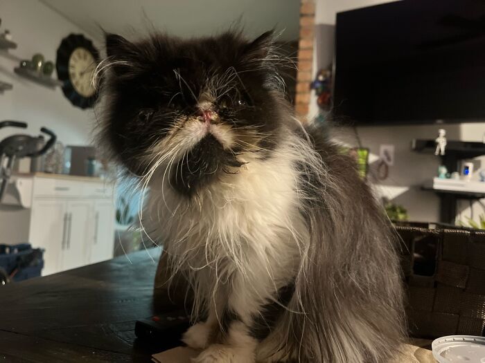 Gizmo The Gremlin/Almost 1yr/4.2 Lbs/Found On The Streets/Epic Foster Fail. (Teacup Persian)