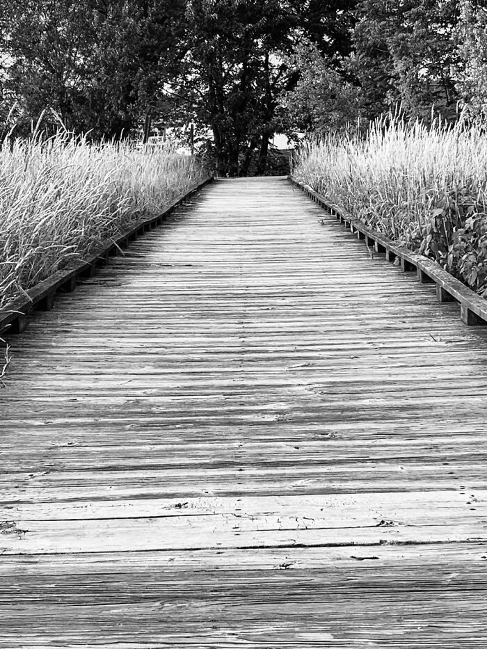 Wooden Bridge In A Swamp