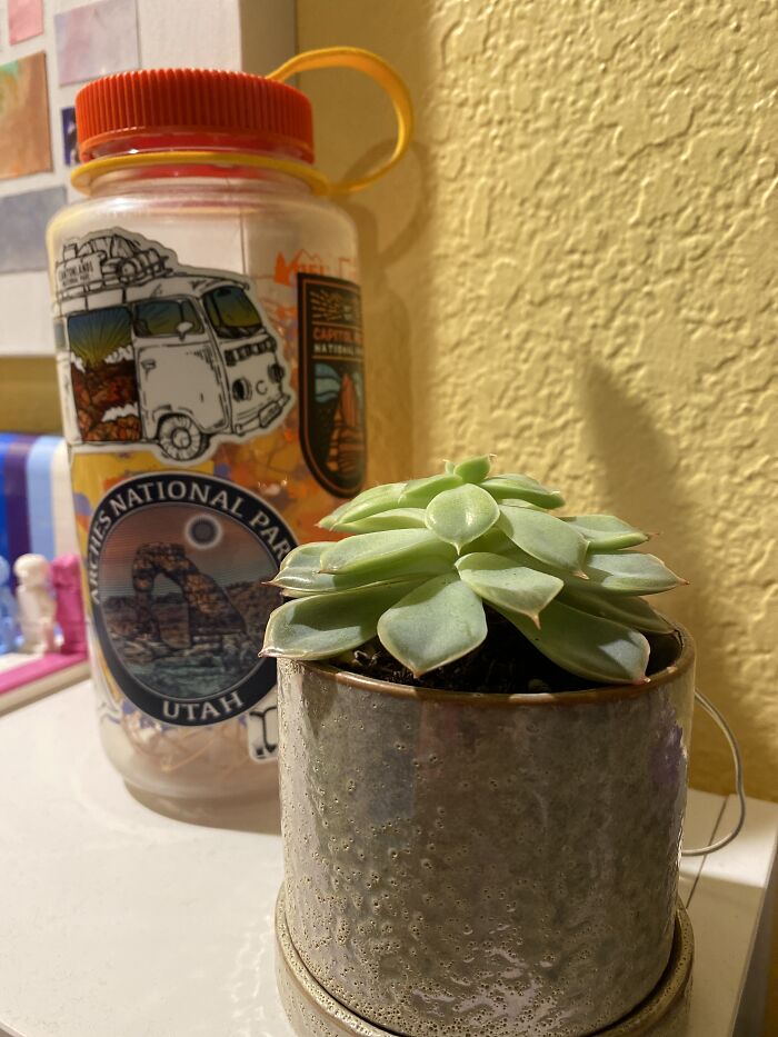 My Little Succulent I Got As A Gift, It’s Been Alive For About A Year Plus Now